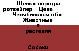 Щенки породы ротвейлер › Цена ­ 5 000 - Челябинская обл. Животные и растения » Собаки   